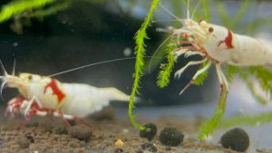 純血紅白 G1級繁殖組 二公三母